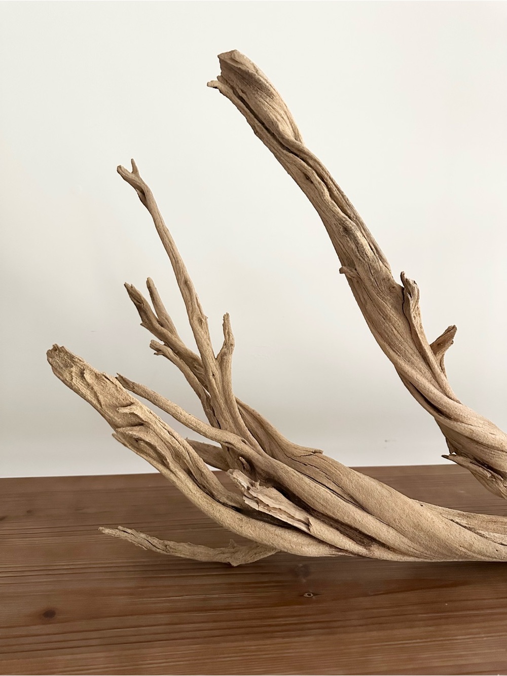 Large Natural Driftwood Branch - Coastal Beach Decor - Picture 6 of 17